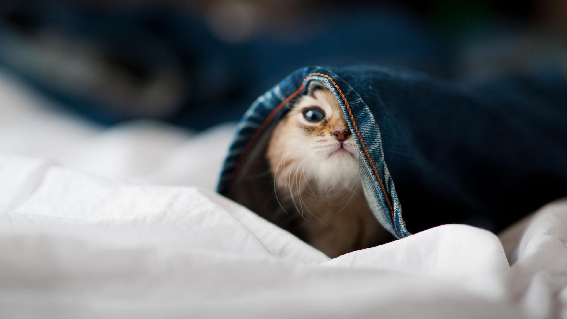 开云网页版登录入口-世界青年田径锦标赛中国队多项夺金,田径 世青赛