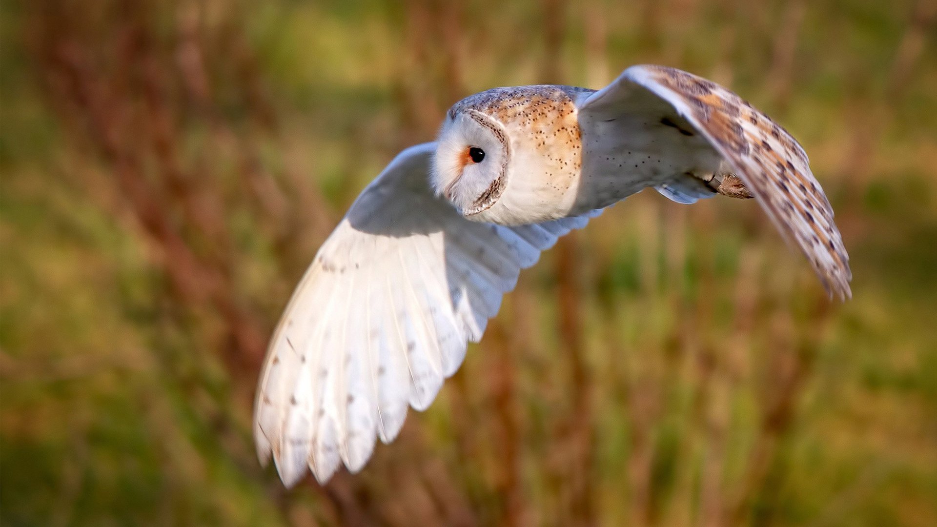 Kaiyun(中国)开云-西甲球队通过视觉反应测试强化短距离配合默契度,西甲镜头