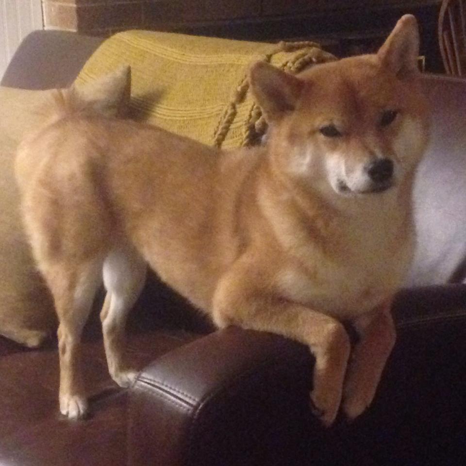 Kaiyun APP-斯密斯:无缝连接全黑队进攻与防守的关键球员,美国斯密斯