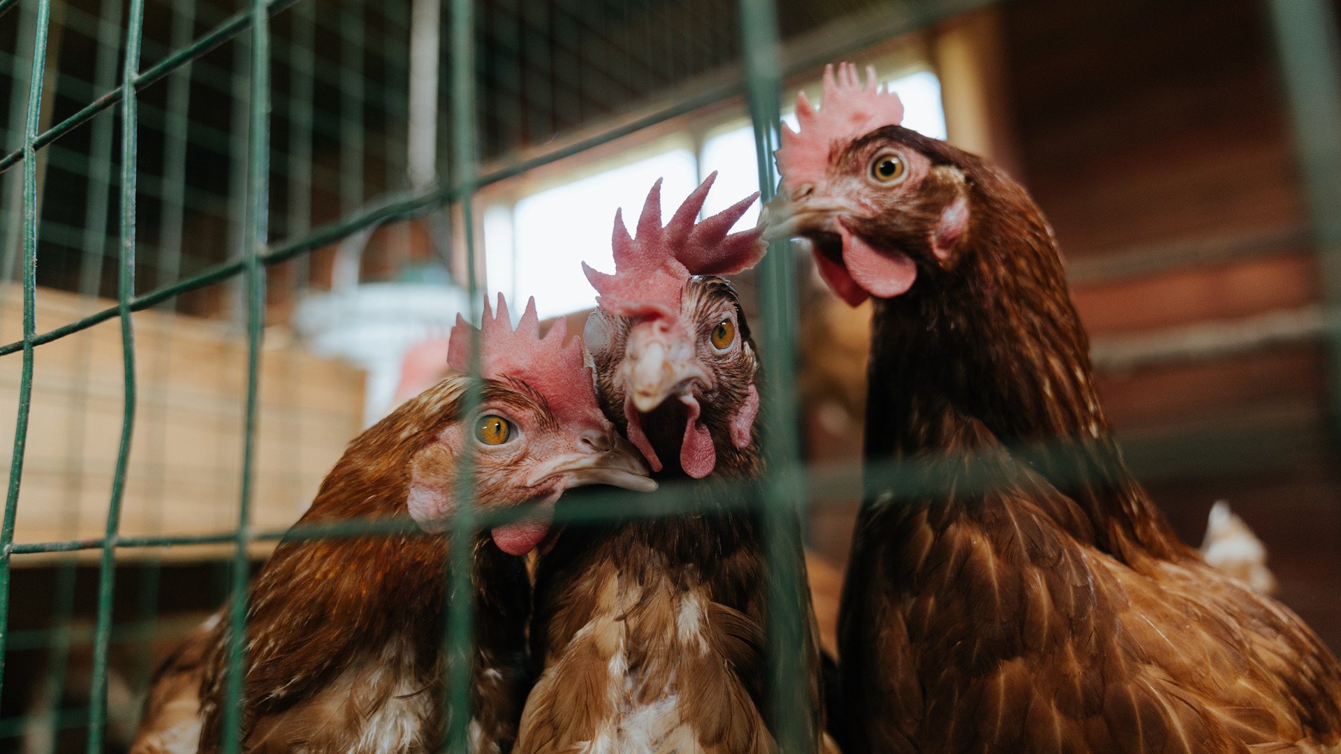 开云kaiyun-澳大利亚袋鼠队的复兴之路能否终结南非和新西兰的统治，袋鼠攻打澳大利亚