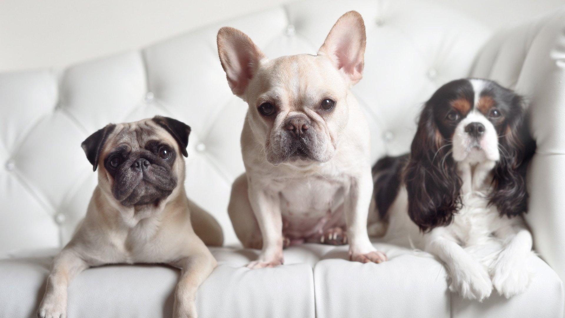 kaiyun网站-中场大师新挑战！埃里克森加盟狼堡太有看头了！，埃里克森效力俱乐部