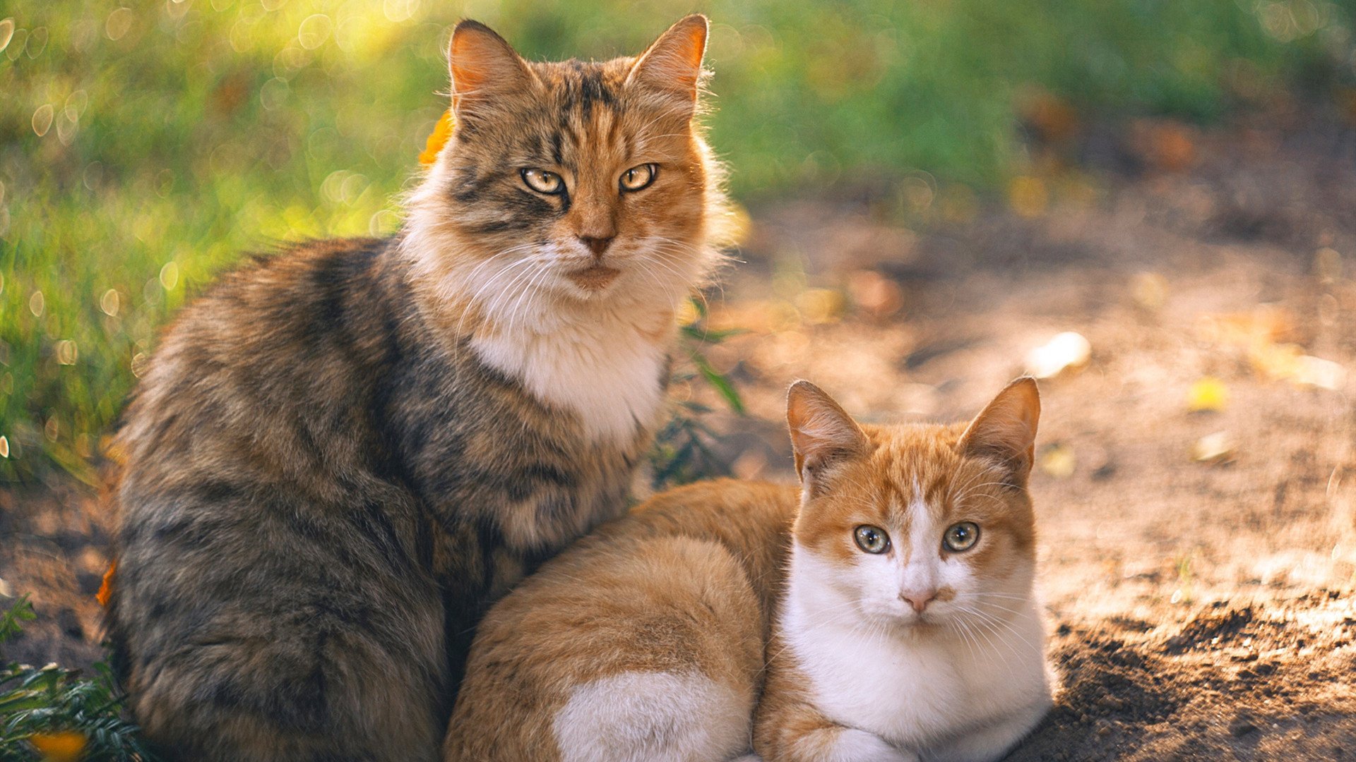 开云官网APP下载-体育新闻中心内容版权合作模式创新，体育新闻侵权